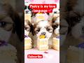 Pastry Lover’s Dream 😍🎂#love #youtubeshorts #tiktok #trending
