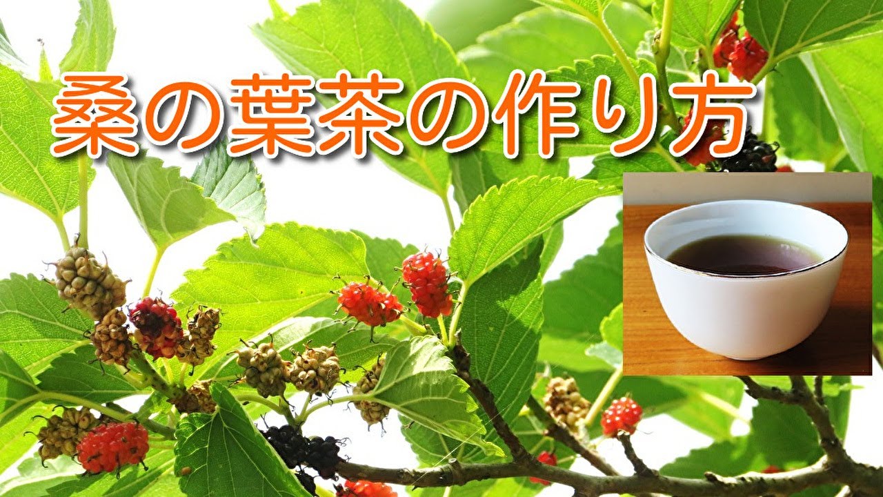 桑 の 葉 茶 の 作り方