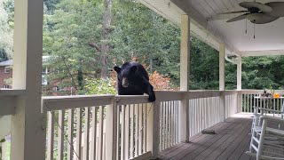 Bear Ruby — Daredevil