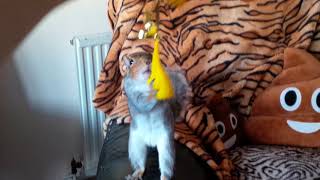 Alan the squirrel playing with balloons
