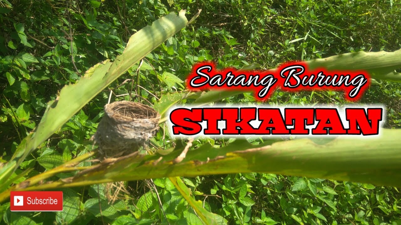 Melihat sarang burung Sikatan/Kipasan 