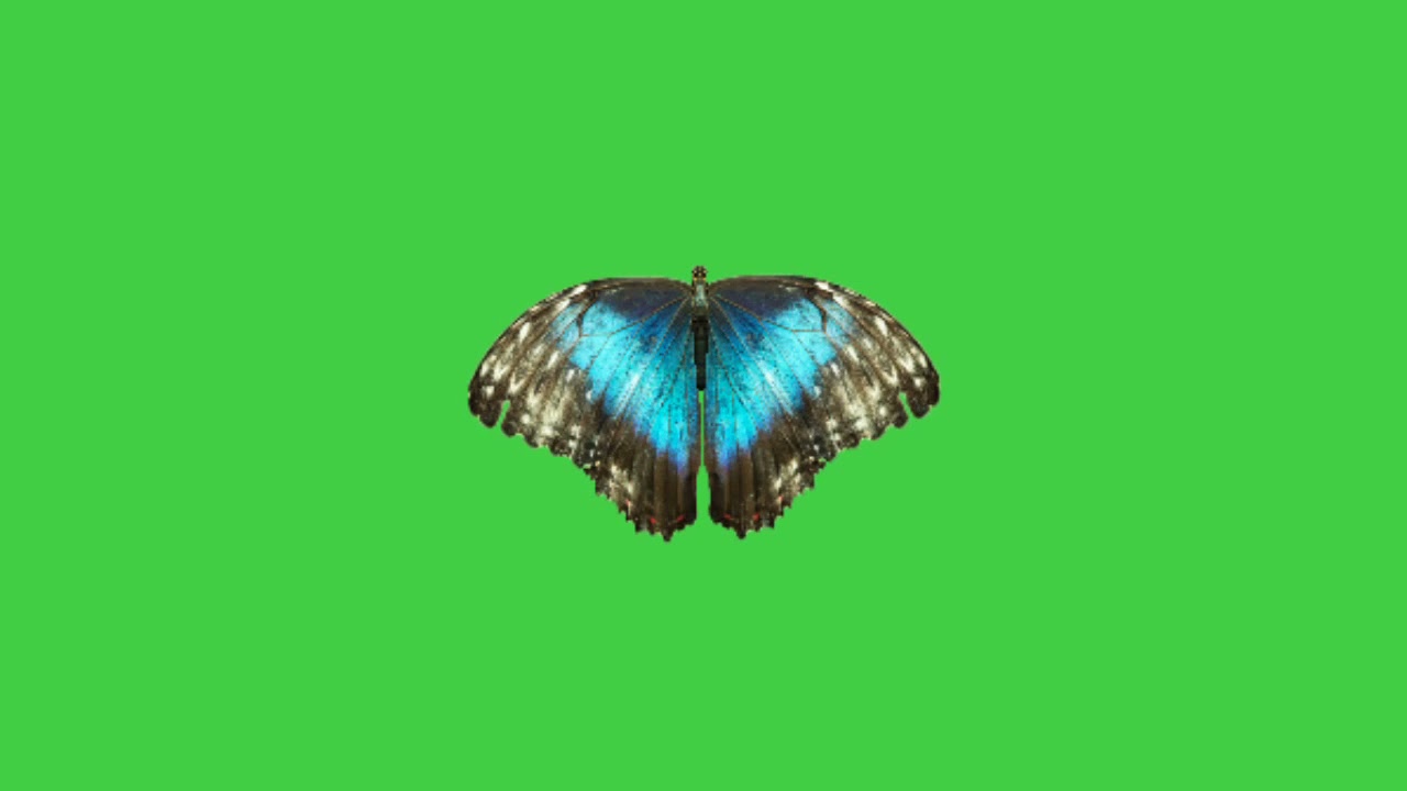 Butterfly Green Screen