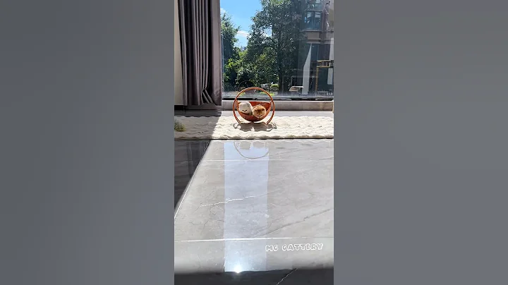 Video 11837451: kitten cutecat pets meow, cat meow pets cutecat, pets meow funny cutecat, pets meow cute kitten