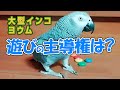 大型インコのヨウム　遊びの主導権争いは？鳥が勝つのか？