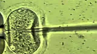 Sperm Injection Using Ros-Drill