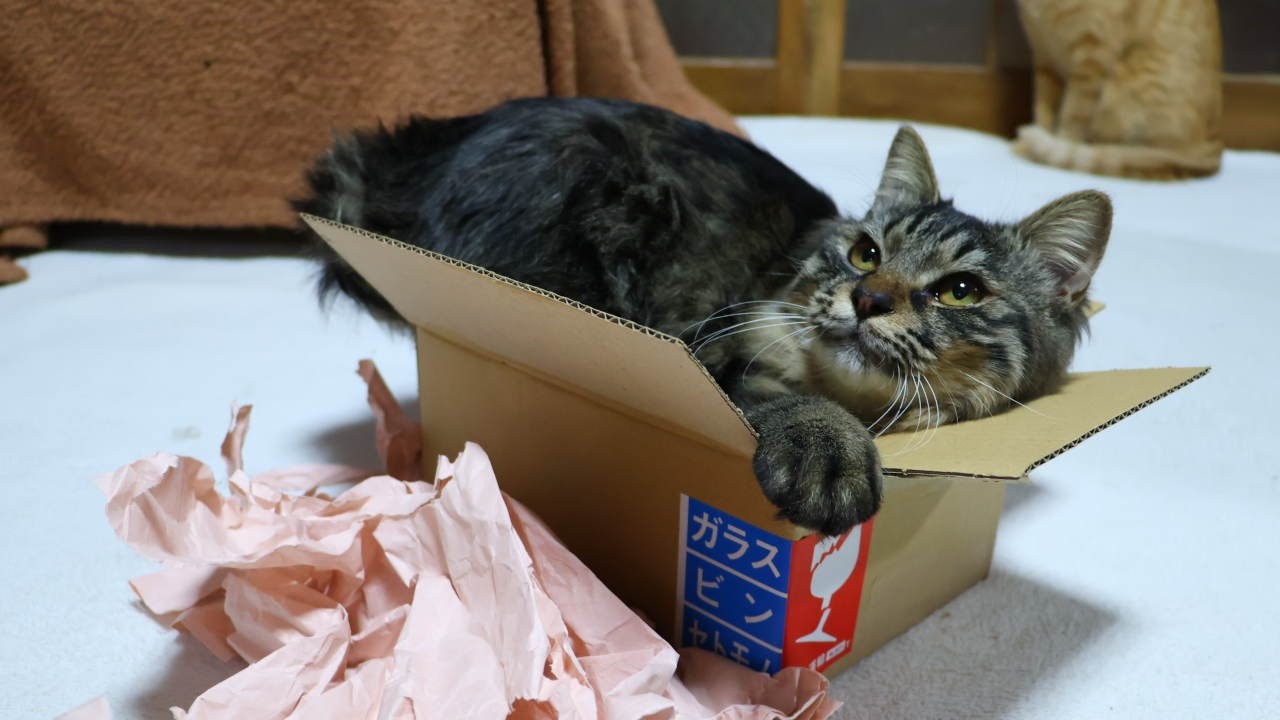 小さい箱とクロ box and cat 260402 - YouTube
