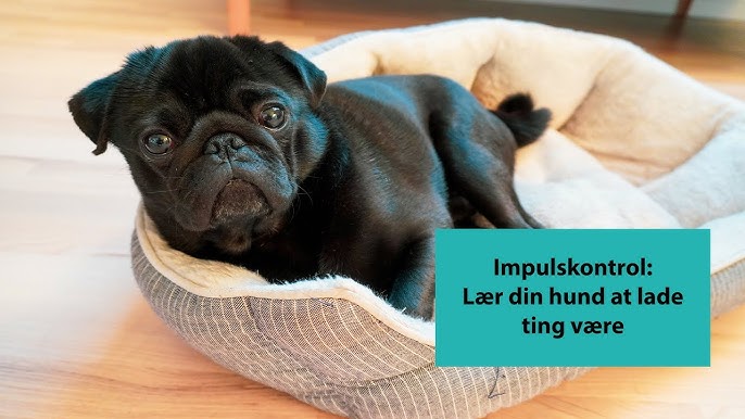 Udelukke Oversætte koste Dæk: Lær din hund at lægge sig ned på kommando på 3 minutter - YouTube