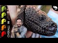 Gila Monster, The Best Pet Lizard?