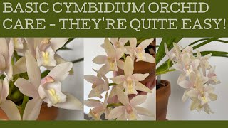 Basic Cymbidium orchid care: they're relatively easy!