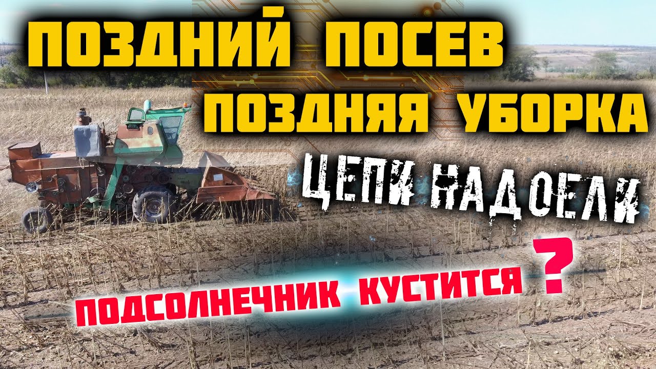 Уборка подсолнечника 2021. Комбайн НИВА с переделанной (ПСП 1.5) подсолнечной жаткой.
