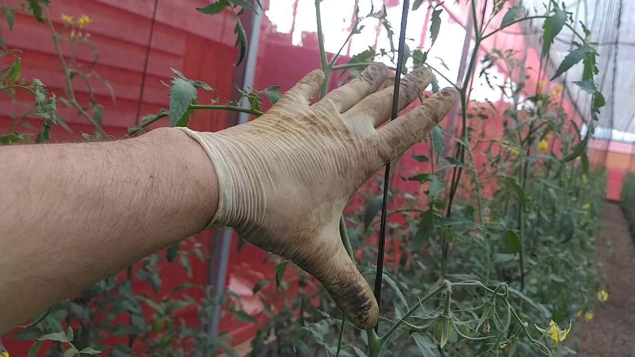Como identificar sinais de excesso e falta de Nitrogênio no tomate.