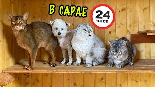 24 ЧАСА С КОТАМИ И СОБАКОЙ В ДАЧНОМ САРАЕ