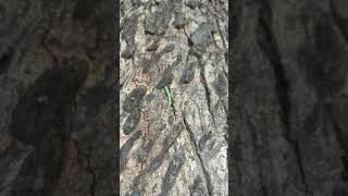 Semilooper On Neem Tree