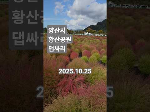 양산시 황산공원 가을 댑싸리. 2025.10.25 방문
