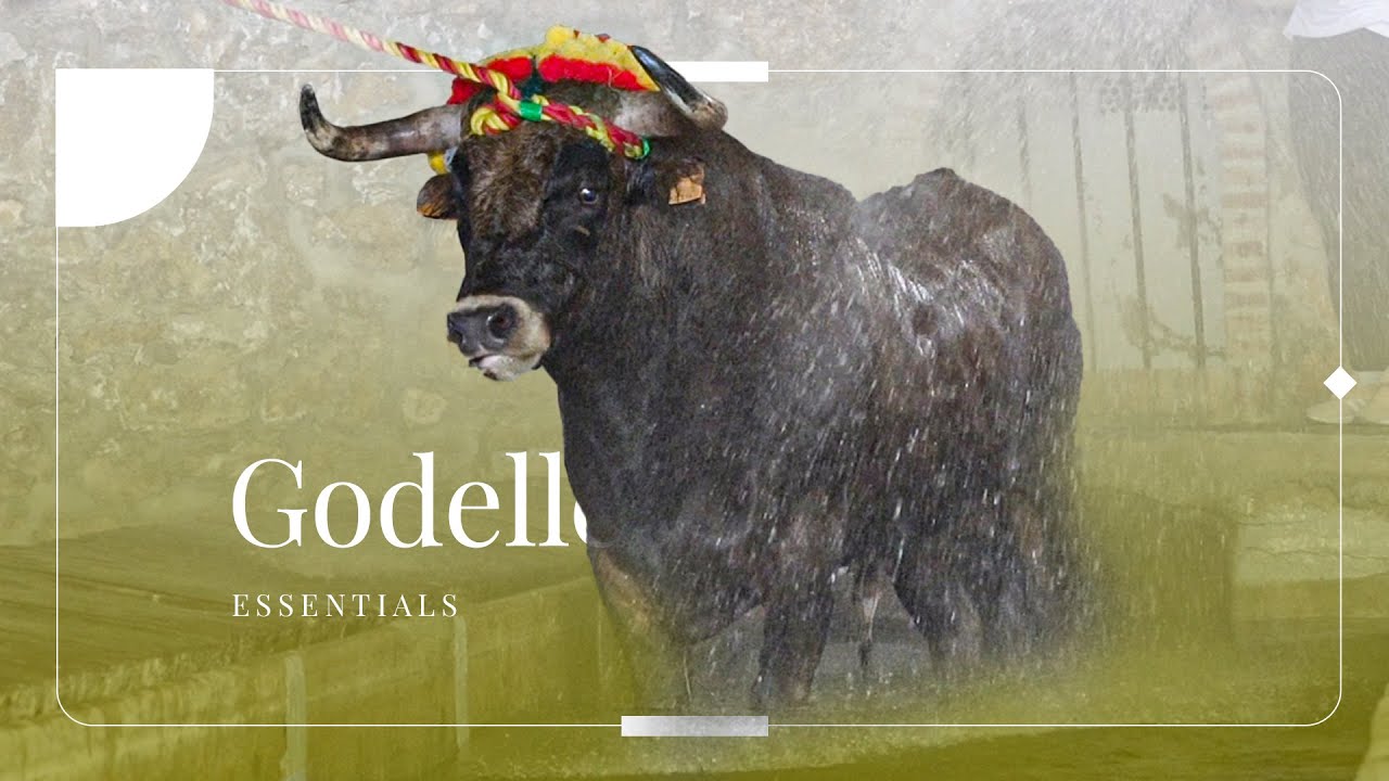 GODELLETA ▶ Feria del TORO DE CUERDA de la COMUNIDAD VALENCIANA 2024