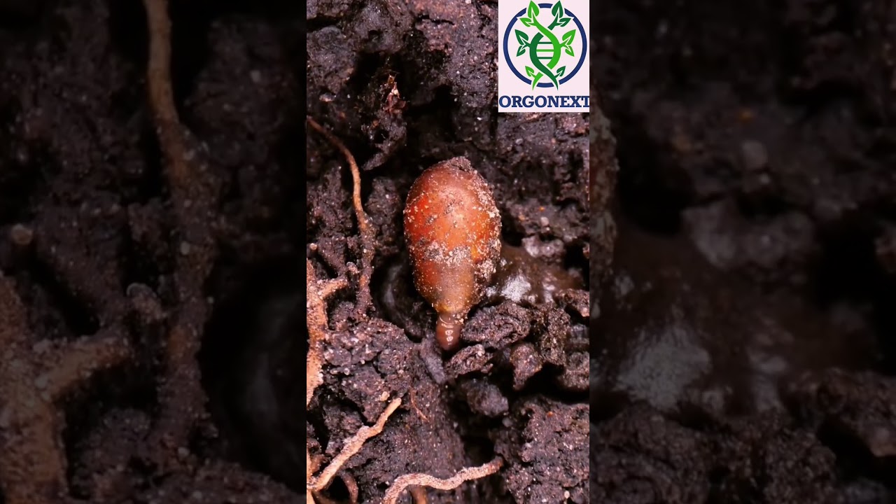 Mitti: The Key to Sustainable Living with Orgonext 