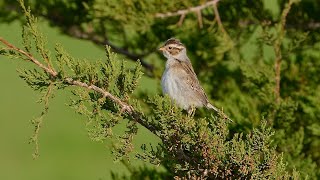 Clay-colored Sparrow in breeding plumage