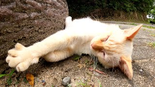 夢遊病の猫！？薄茶シロ猫がぐっすりと眠りながらフミフミする