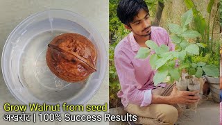 How to grow Walnut from seed & its care | अखरोट को लगाना और उसकी देखभाल - Complete Updates