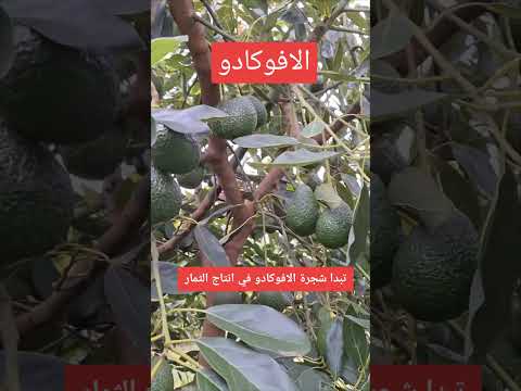 زراعة الافوكادو    تك توك  اكسبلور