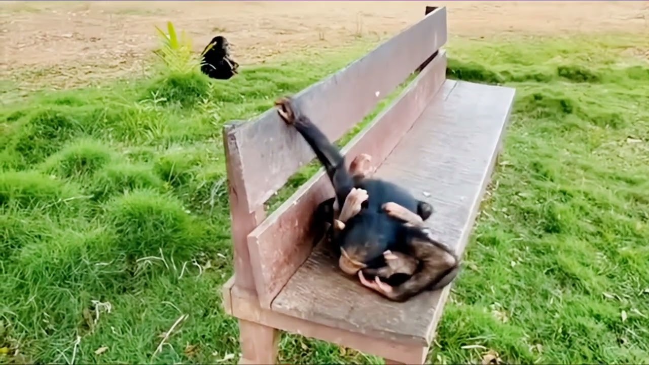 Rescued Chimps Share Emotional Hug After Years in Captivity