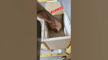 فتح اول عش طيور البادجي ابو الوردة مع اكثر من 10 بيضات الحمدالله والنتيجة هية 