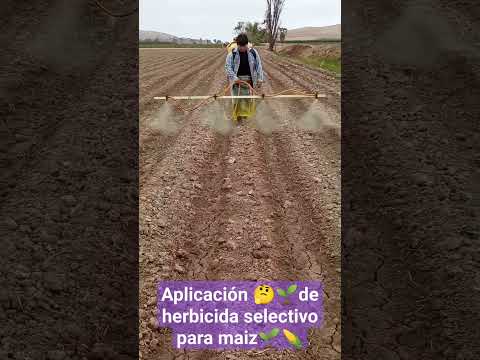 aplicación de herbicida😷😷