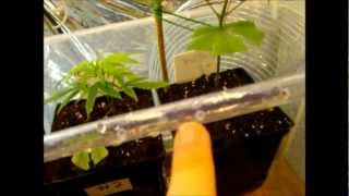 Automatic Watering System