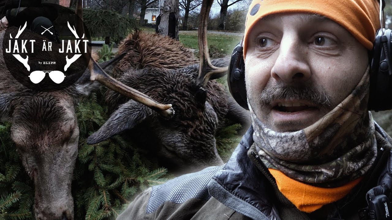 Jompen skjuter två kronhjortar utanför Arboga-Jakt är Jakt på drevjakt