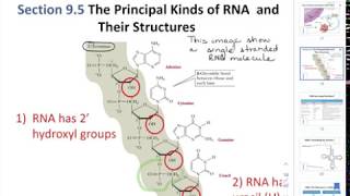 CHEM205 CH9 -10: Nucleic Acids: Structure and Biosynthesis Part3