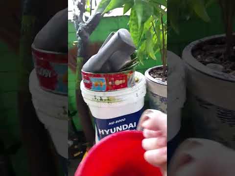 Video Water pup #tướicây - youtube