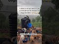 No dog should suffer in this world if we all join hands together and help them 🐶🐶🙏🙏