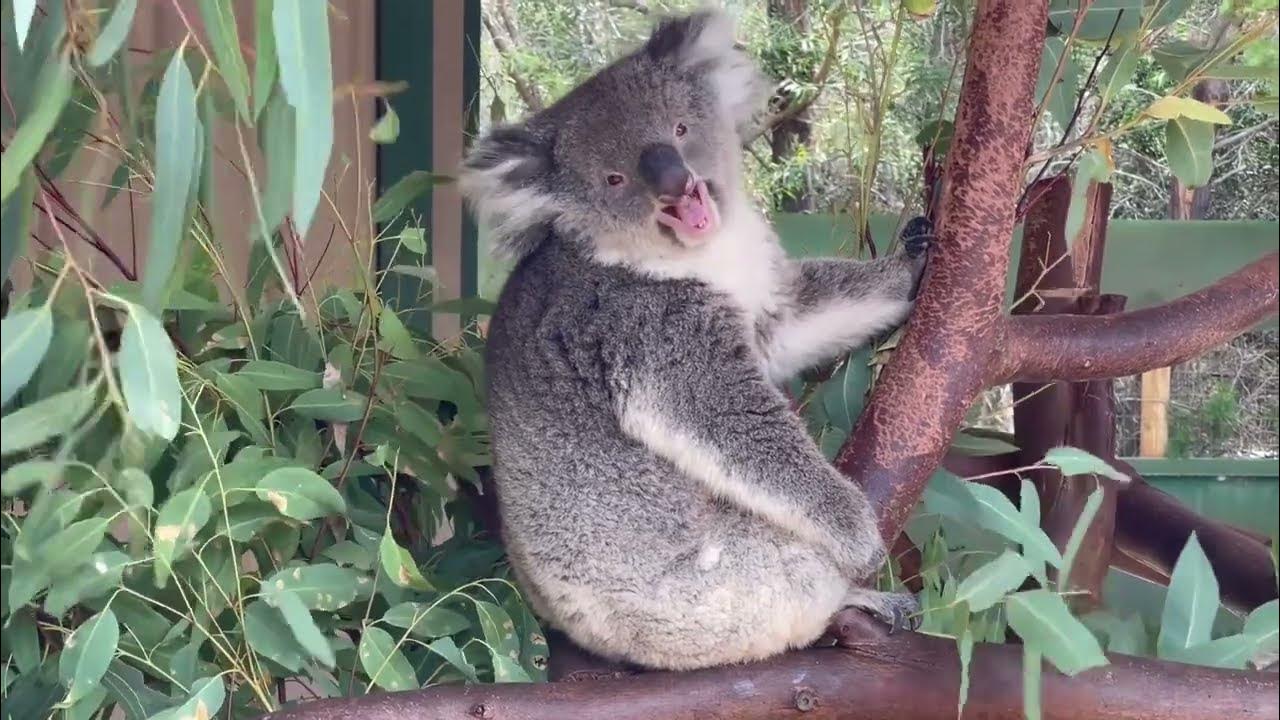 How Do Koala Sound? Get to know the koala and its sounds noises
