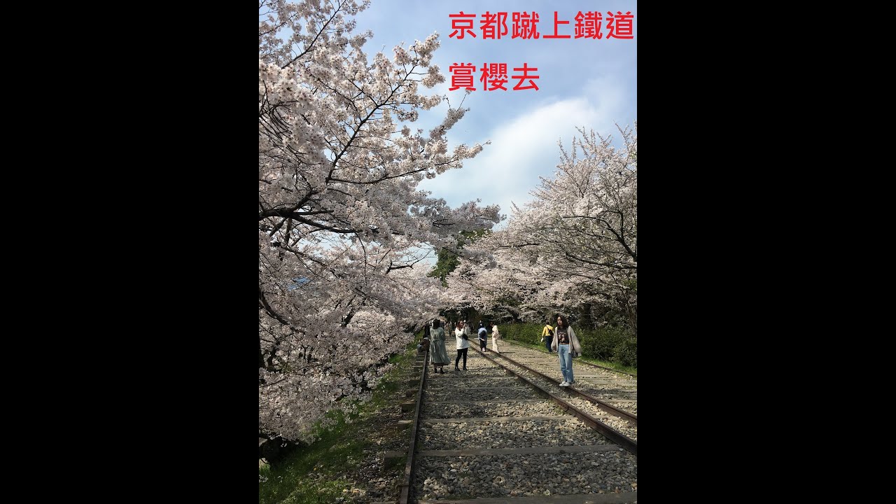 日本櫻花季 美到爆炸的京都伏見十石舟乘船場 京都でお花見 Youtube