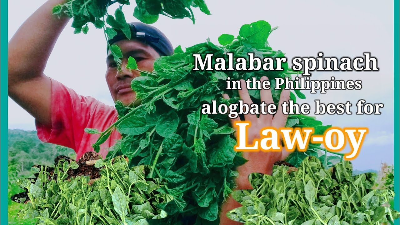 How to grow and how to harvest (alogbate) Malabar spinach in the