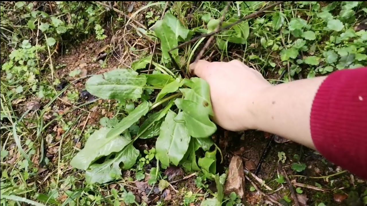 BİRBİNE BENZEYEN AMA FARKLI İSİMLERİ OLAN BU 3 ÇEŞİT OTU TANITAYIM#şifalıotlar#evelek#kuzukulağı#