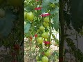 Урожайные сорта томатов в открытом грунте и в теплице
