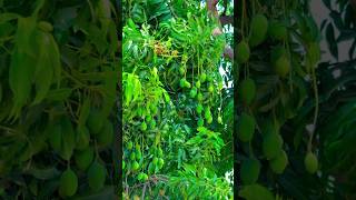 Pak gaya mithya ambya ||village lifestyle||dailyroutine ||#shorts #vlog #dailyvlog