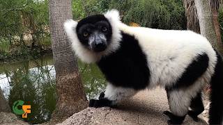 Creature Feature - Lemurs