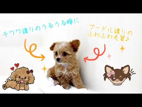 MIX(トイプードル×チワワ)♀ 2022.1.23生 MIX(トイプードル×チワワ)♀ 2022.1.23生