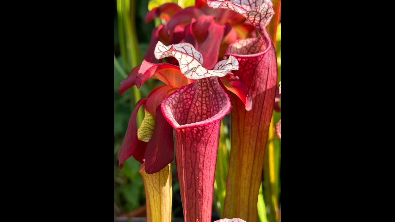 L'entretien de nos sarracenia après l'été