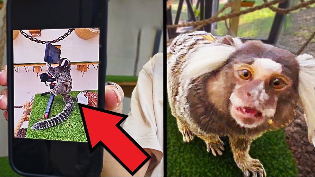 Maya watches Momo and Appa be CAMERAMEN at Alveus - YouTube