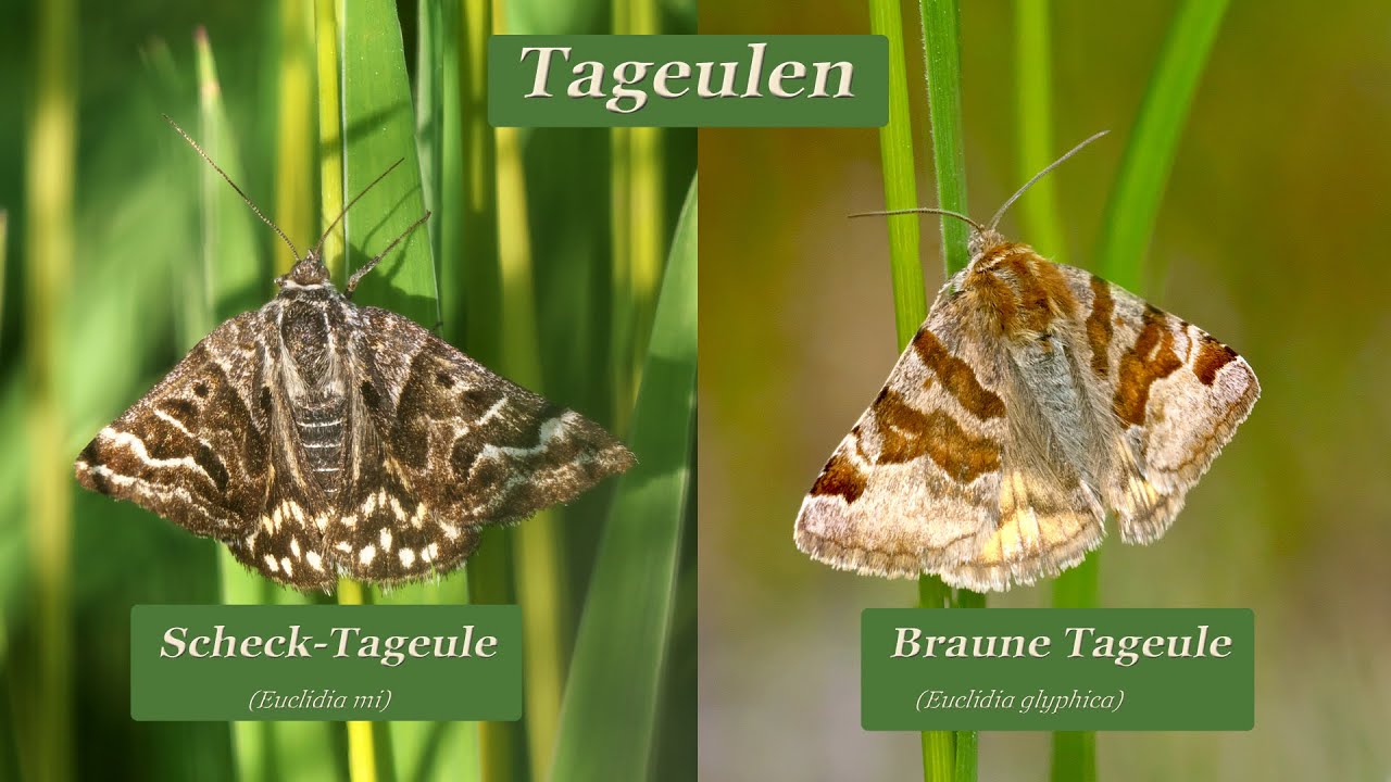 Tageulen