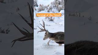 Winter survival is key!