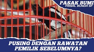 Super Mewah Kacer Roll Speed - Cara Merawat Kacer Pasak Bumi - Kacer Speed Rapat