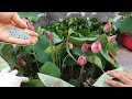 Comment fertiliser correctement le lotus en pot  faire pousser du lotus  la maison
