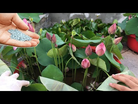 Video: Lotus Root Vegetable: Lotus Roots -kasvien kasvattaminen keittiöön