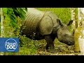 Documentales Completos en Español. El Rinoceronte Indio | Tras las Huellas del Unicornio