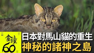 《日本對馬山貓的重生》: 對馬山貓驚奇現蹤✨入圍第60屆金鐘獎自然科學紀實節目獎✨《亞洲貓科大復興》精彩片段│SET Wildlife