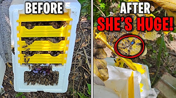 How to Get a Quality Queen from a $6 Temu Mini Mating Nuc